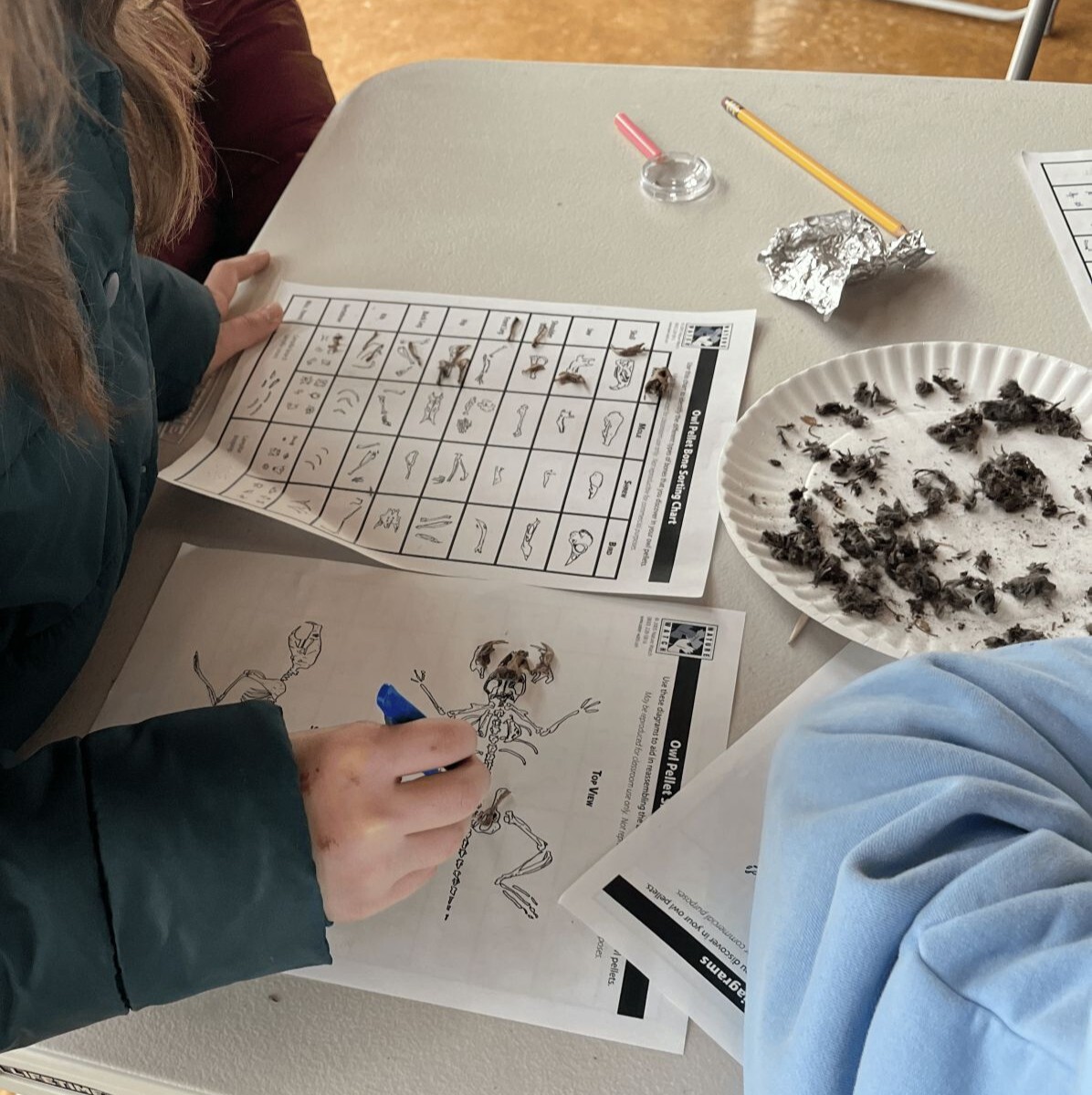 Owl Workshop with Plumas Audubon - logo