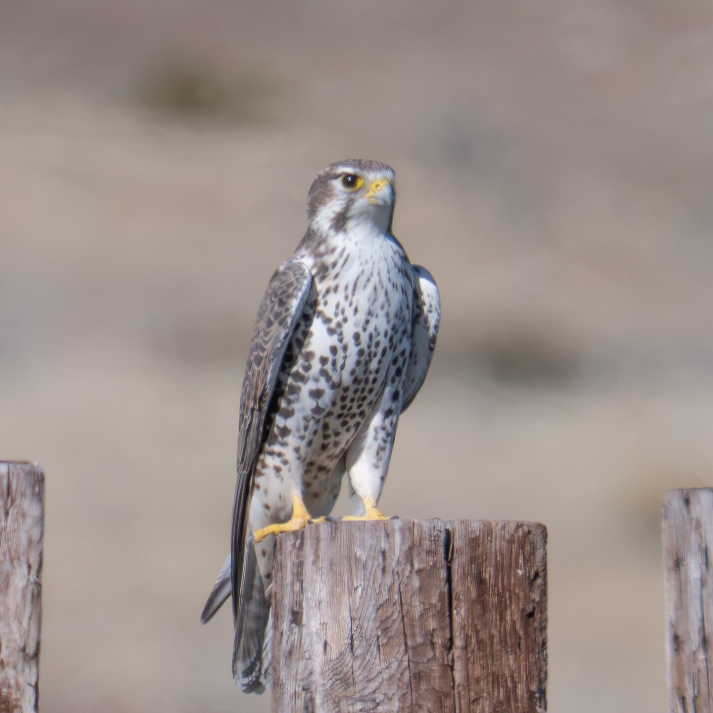 Raptor Workshop and Walk with Plumas Audubon - logo